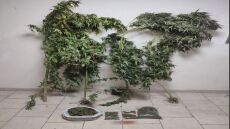 Φλώρινα: Καλλιεργούσε χασισόδεντρα και έκρυβε στο κτήμα του την κάνναβη