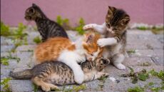 Απάνθρωποι δηλητηρίασαν 12 μικρά γατάκια στην Πάτρα