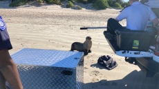 Νότια Αφρική: Φώκια πέθανε από το stress αφότου δάγκωσε γυναίκα - Την πείραζαν και της πετούσαν πέτρες
