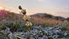 Το τσάι που καλλιεργείται σε 1450 μ. υψόμετρο σε ένα ορεινό χωριό της Καστοριάς