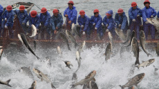 Πώς η Κίνα εξαντλεί τα παγκόσμια αποθέματα ψαριών; 