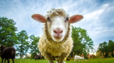 Λέσβος: Εντοπίστηκε κρούσμα ευλογιάς των προβάτων