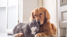 Τετράμηνη παράταση στους ιδιοκτήτες ζώων συντροφιάς για αποστολή DNA ή στείρωση
