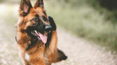 8 ενδιαφέρουσες αλήθειες για τους Γερμανικούς Ποιμενικούς