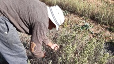 Το πρώτο προϊόν Κοινωνικής Βιολογικής Γεωργίας από αγροτικές φυλακές είναι γεγονός