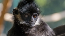 Ινδία: Πίθηκος δολοφόνησε με φρικτό τρόπο 10χρονο