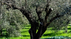 Ηράκλειο: Βρήκε αγνώστους να μαζεύουν τις ελιές από το χωράφι της αδελφής της - Μόλις την είδαν, έγιναν «καπνός»