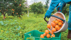  Το πορτοκάλι σε κρίση - Τι ζητούν οι παραγωγοί