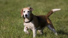 Τι είναι το σύνδρομο χαρούμενης ουράς στους σκύλους