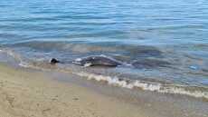 Θεσσαλονίκη: Δελφίνι «ξεβράστηκε» νεκρό σε παραλία της Περαίας - Βίντεο