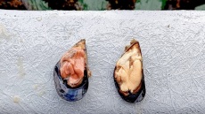 Μύδια Πιερίας: Ο άγνωστος γαστρονομικός θησαυρός της Ελλάδας