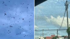 Μεξικό: Τρόμος από επιδρομή ακρίδων - «Δεν ανοίγω ξανά το στόμα μου» (βίντεο)