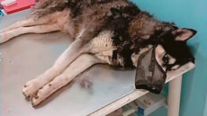 Αράχωβα: Έπιασαν το λάθος άτομο, λέει η γυναίκα που συνελήφθη για συκοφαντική δυσφήμιση σε βάρος του ιδιοκτήτη της ταβέρνας Καπλάνης