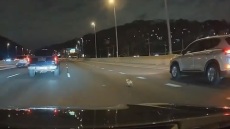 Νέα Υόρκη: 20 αυτοκίνητα και οδηγοί έσωσαν τσιουάουα σε λεωφόρο ταχείας κυκλοφορίας  - Δείτε βίντεο