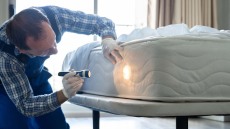 Κοριοί: Πόσο επικίνδυνοι είναι για την υγεία μας – Πώς θα καταλάβετε εάν έχετε τσιμπηθεί