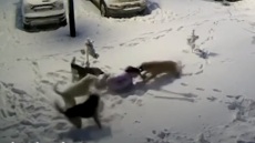 Ρωσία: Τρόμος για 9χρονη από επίθεση αγέλης αδέσποτων - Γλίτωσε επειδή φορούσε χοντρό μπουφάν