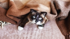 Μάθετε αν οι γάτες νιώθουν κρύο – Ποιες θερμοκρασίες είναι επικίνδυνες