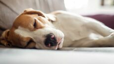 Ναρκοληψία στους σκύλους: Τι πρέπει να γνωρίζετε για αυτή την άγνωστη πάθηση