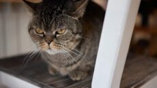 Πώς να ζητήσετε συγγνώμη από τη γάτα σας