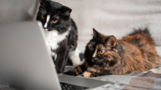 Τι βλέπουν οι γάτες όταν κοιτούν οθόνες