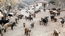 Σέρρες: Συναγερμός μετά από κρούσμα αφρικανικής πανώλης των χοίρων σε αγριόχοιρο