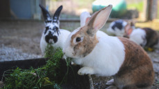 Άνδρας συνελήφθη γιατί θανάτωσε δύο κουνέλια στη Θερμή Λέσβου