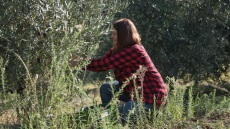 7000 ελαιόδεντρα, 5 διαφορετικές ποικιλίες ελιάς και μία «Αμαζόνα» από τη Χαλκιδική 