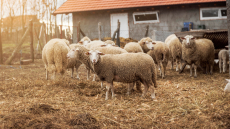 Πανώλη των αιγοπροβάτων:  Επιβεβαιώθηκε η εμφάνιση κρούσματος στην Καρδίτσα