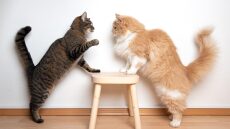 Γιατί οι γάτες σας δεν τα πηγαίνουν καλά μεταξύ τους; Τι να κάνετε