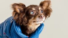 Όσα πρέπει να γνωρίζετε για τους τυφλούς σκύλους