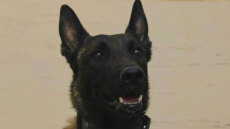 «Αφαίρεσαν τη ζωή από τον Echo μας»: Πέθανε ο σκύλος που είχε βρει νεκρό τον Μπάμπη Κούτσικο και συμμετείχε στις έρευνες για τον Βασίλη Καλογήρου