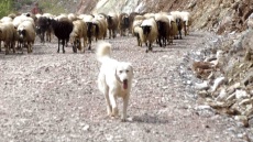 Ηράκλειο: Πρόστιμο πάνω από 50.000 ευρώ σε 26χρονο και 21χρονο που κρέμασαν σκύλο σε στάνη σε χ