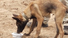 Συνελήφθη 65χρονος που πυροβόλησε και σκότωσε τρία σκυλιά στη Νάξο - Ισχυρίστηκε πως του επιτέθηκαν