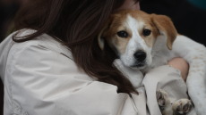 Η πρώτη ημερα υιοθεσίας για το 2024 από το Pet City και το Topetmou.gr - Δεκάδες σκυλάκια βρήκαν το παντοτινό τους σπίτι