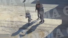 Δυτική Αττική: Ανήλικοι χτυπούν μέχρι θανάτου τραυματισμένο γλάρο στη μέση του δρόμου - Σκληρό βίντεο