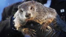 Η μαρμότα Φιλ έκανε την «πρόβλεψη» - Η άνοιξη θα έρθει φέτος νωρίς