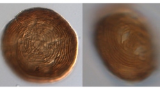 Επιστήμονες βρήκαν μικροσκοπικό οργανισμό με συνεχή παρουσία 450 εκατομμυρίων χρόνων στη Γη