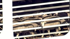 Αυστραλία: Μπλόκο της κυβέρνησης στην εξαγωγή χιλιάδων προβάτων και βοοειδών στο Ισραήλ μέσω Αφρικής