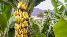 Ρωσία: Αγοράζει πλέον μπανάνες από την Ινδία και όχι από τον Ισημερινό μετά τη συμφωνία του με τις ΗΠΑ