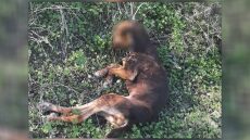 Κτηνωδία: Σκυλί βρέθηκε κρεμασμένο σε χωριό του Ηρακλείου 