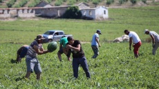 Δόμνα Μιχαηλίδου: Στις 180.000 θα φτάσουν οι μετακλητοί εργάτες από τρίτες χώρες