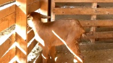 Σέρρες: Κατσικάκι γεννήθηκε με τρία πόδια σε κτηνοτροφική μονάδα - Βίντεο