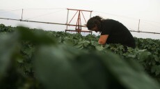 Ξεκίνησαν οι αιτήσεις ΟΠΕΚΑ για τρίτεκνες και πολύτεκνες μητέρες αγρότισσες - Οι προϋποθέσεις και τα δικαιολογητικά