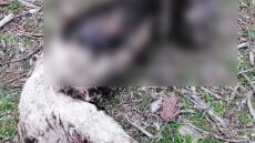 Καβάλα: Σκότωσαν, ακρωτηρίασαν και έκαψαν σκυλί