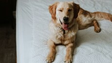 Σας κλείνει το μάτι ο σκύλος σας; Τι σημαίνει αυτή η παράξενη συμπεριφορά