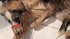 Μετέωρα: Άγνωστος έδεσε με σύρμα ένα σκυλάκι και το πέταξε σε χαντάκι με νερό βάθους 2 μέτρων