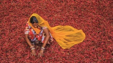 Τα μπαχαρικά στις κουζίνες του κόσμου