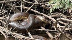 Αμαζόνιος: Ανακαλύφθηκε το μεγαλύτερο είδος φιδιού στον κόσμο, ένα τεράστιο πράσινο ανακόντα