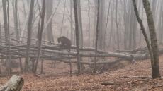 Αρκτούρος: Οι αρκούδες στο Νυμφαίο ξύπνησαν και ξεκίνησαν τις βόλτες - Δείτε βίντεο