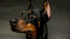 3 μύθοι για τα Ντόμπερμαν που πιθανώς πιστεύετε αλλά δεν ισχύουν